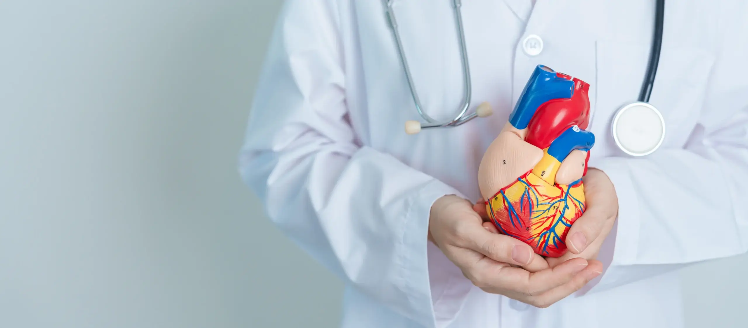 Doctor holding human heart model