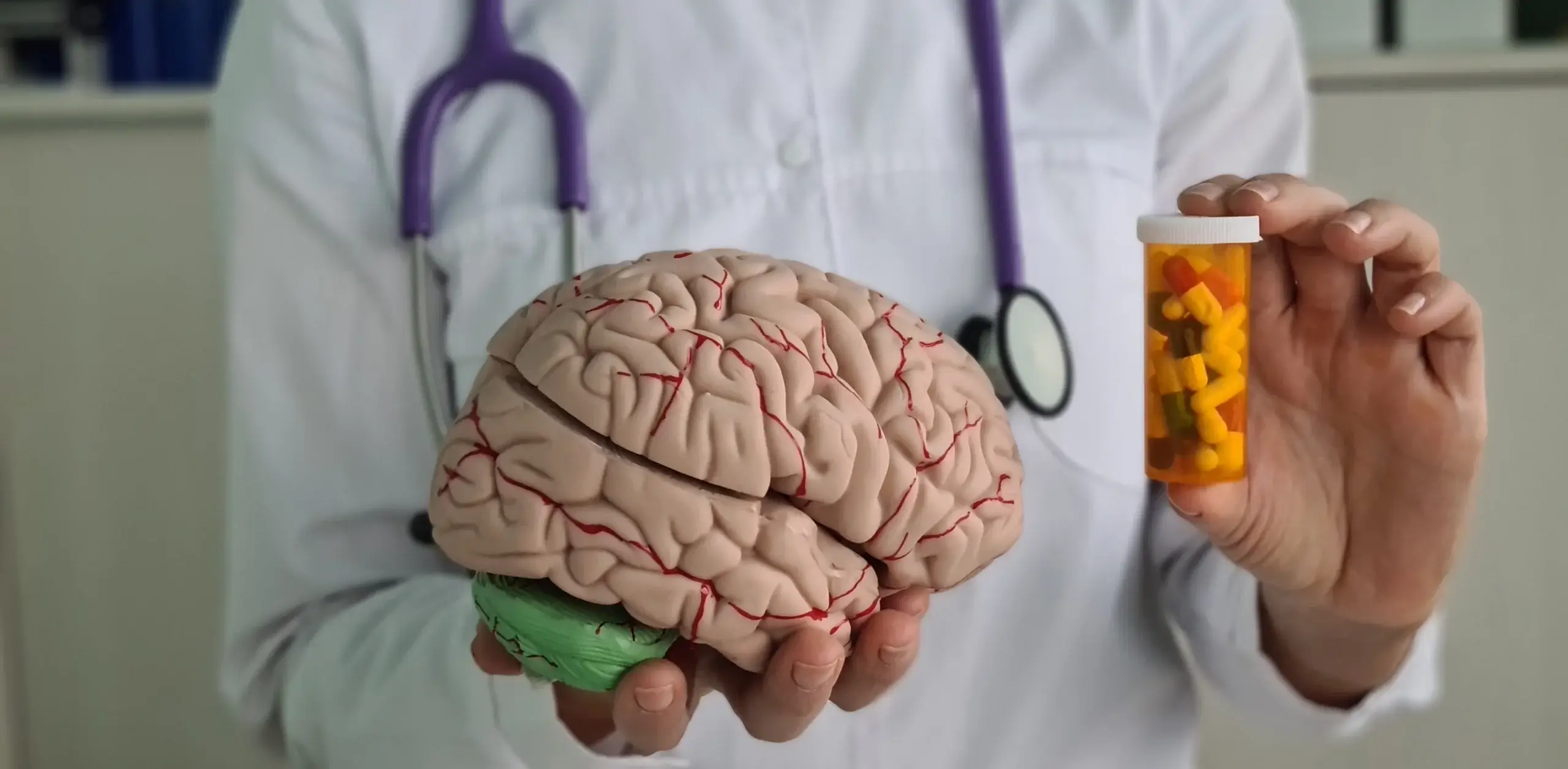 Doctor holds model brain in hands.